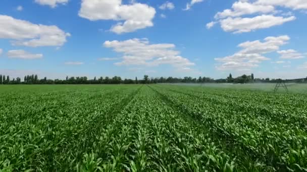 Green corn field with irrigation system, blue sky with white clouds, aerial video recording.In arid and semi-arid areas, a significant increase in yield gives watering. — Stock Video