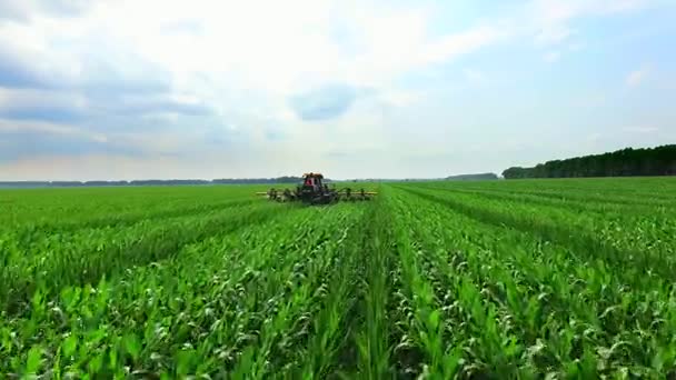 Na poli je traktor, stroj, který analyzuje, odstraní boční mladé výhonky, kukuřice, zvyšuje výnos kukuřičném poli. Pěstování kukuřice. Letní slunné day.aerial video — Stock video
