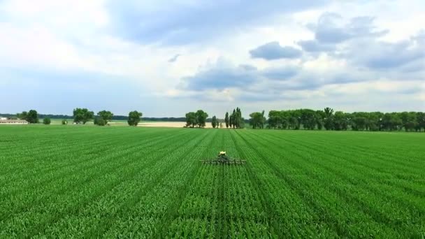 На кукурузном поле стоит трактор - машина, которая разбирает, перемещает боковые молодые побеги кукурузы, увеличивая урожайность кукурузного поля. — стоковое видео