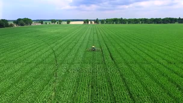 행에서 필드, 옥수수 재배 농장에서 옥수수의 젊은 촬영, agriculture.a 트랙터 구문 분석, 옥수수는 옥수수 밭의 수확량 증가의 측면 젊은 싹을 제거. — 비디오