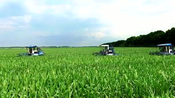 Jovens brotos de milho no campo em fileiras, uma fazenda para o cultivo de milho, tratores agrícolas analisar, remover brotos laterais jovens de milho, aumentando o rendimento do milhar.vídeo aéreo — Vídeo de Stock