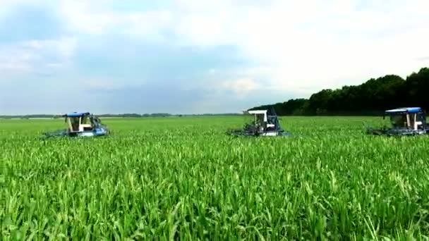 Mladé výhonky kukuřice na poli v řadách, farma pro pěstování kukuřice, zemědělské traktory parsovat, odstranit laterální mladé výhonky kukuřice, zvýšení výnosu kukuřičného pole.
