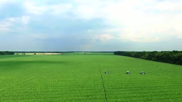 Культивация кукурузы, кукурузных плантаций с сочными, зелеными, молодыми побегами кукурузы. На поле установлены специальные тракторы для кукурузных работ. Летний солнечный день. Красивый пейзаж — стоковое видео
