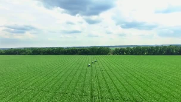 Letní slunečný den. modrá obloha s bílé mraky, letecké video. zemědělství traktory pracovat na kukuřičné pole, analyzovat, odstranit boční mladé výhonky, kukuřice