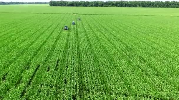 En el campo de maíz hay tractores, máquinas que analizan, eliminan brotes jóvenes laterales de maíz, aumentando el rendimiento del maizal. Cultivo de maíz. — Vídeo de stock