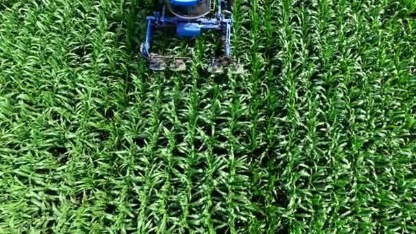 Молодые побеги кукурузы на поле рядами, ферма по выращиванию кукурузы, сельскохозяйственный трактор парсингует, удаляет боковые молодые побеги кукурузы, увеличивая урожайность кукурузного поля. — стоковое видео