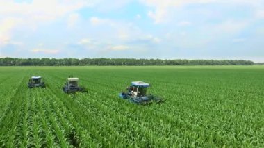Genç mısır filizleri sıra sıra, mısır yetiştirmek için bir çiftlik, tarım traktörleri ayrıştırma, mısır tarlasının verimini artırmak için yanal genç mısır filizlerini kaldırmak.