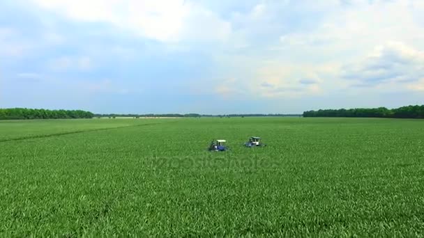 Pěstování kukuřice, kukuřičné plantáže s šťavnaté, zelená, mladá kukuřice střílí. Na poli speciální traktorů pro pěstování kukuřice práce. Letní slunečný den. Krásná krajina — Stock video