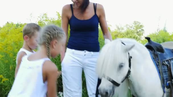 Niños, un niño y una niña de siete años, alimentados con un pony blanco, dan de comer zanahorias. Felices y alegres vacaciones en familia. Al aire libre, en verano, cerca del bosque — Vídeo de stock