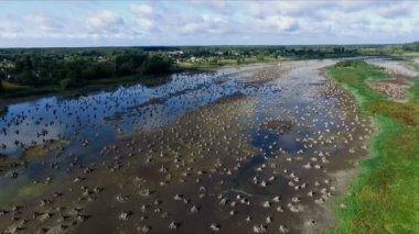 Aero video kaydı. Yaz, gün, kurumuş nehir, bataklık, nehrin dibini manzara eski Ağaç kökleri, kütükleri ile kaplıdır. güzel mavi gökyüzü bulutlu.
