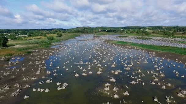 エアロのビデオ録画。夏、日、乾燥の川、沼、川の底の風景は、古い木の根の切り株で覆われています。美しい青い空の雲. — ストック動画