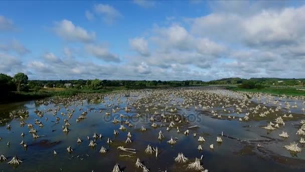 Gravação de vídeo aero. Verão, dia, a paisagem do rio seco, o pântano, o fundo do rio é coberto com raízes de árvores velhas, tocos. céu azul bonito com nuvens . — Vídeo de Stock