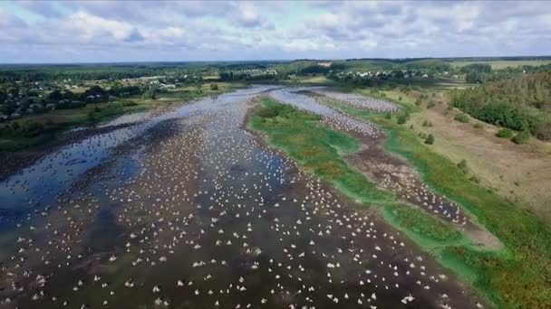 enregistrement vidéo aéro. Été, jour, le paysage de la rivière sèche, le marais, le fond de la rivière est recouvert de vieilles racines d'arbres, souches. beau ciel bleu avec des nuages .