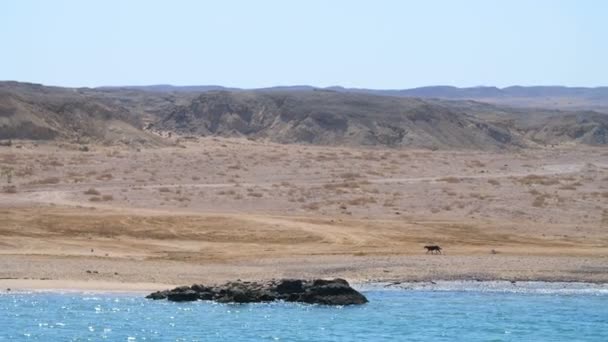 Verano, mar, hermoso paisaje marino. Montañas y el mar. en la orilla corre un gran perro negro. La combinación del desierto y el mar . — Vídeos de Stock