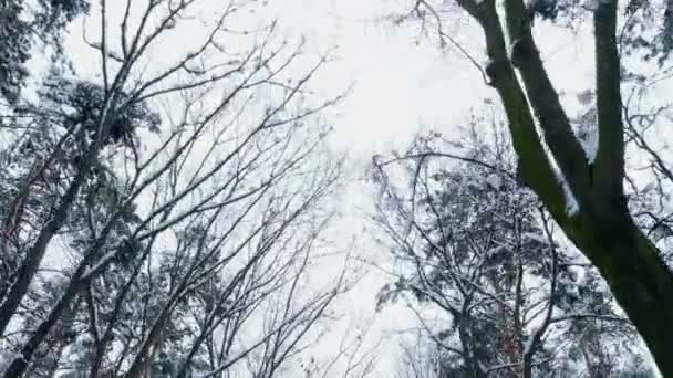 Το φόντο του ουρανού χειμώνα, υπάρχουν κλαδιά των δέντρων στο χιόνι, μια άποψη από κάτω προς τα πάνω, σε κίνηση — Αρχείο Βίντεο