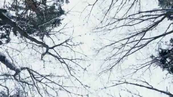 Sullo sfondo del cielo invernale, ci sono rami di alberi nella neve, una vista dal basso verso l'alto, in movimento — Video Stock