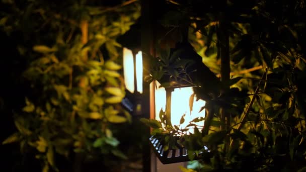Noche, pequeñas linternas brillan en los arbustos, pequeña luz solar del jardín, linternas en cama de flores. Diseño de jardín. Lámpara accionada solar — Vídeo de stock