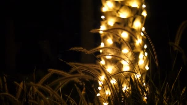 Primer plano. en la oscuridad, sobre el fondo de un tronco de una palmera decorado con iluminación, espiguillas y hierba balanceándose en el viento, en los rayos de luz . — Vídeos de Stock