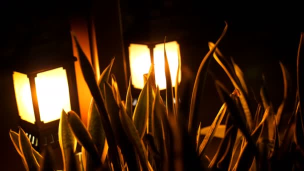 Night, small lanterns shine in the bushes. Small Solar Garden Light, Lanterns In Flower Bed. Garden Design. Solar Powered Lamp — Stock Video