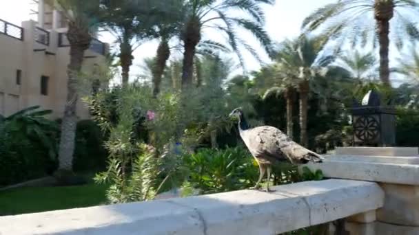 DUBAI, Émirats arabes unis - 20 NOVEMBRE 2017 : Hotel Jumeirah Al Qasr Madinat. Sur le territoire de l'hôtel paons marcher dans la lumière du soleil — Video