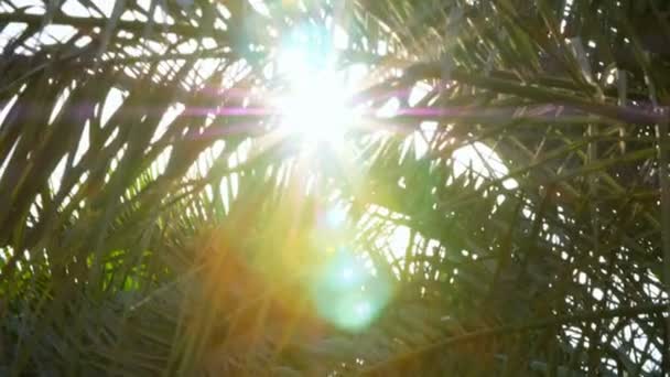 A través de las ramas de las palmeras irrumpe la luz del sol, rayos de sol, rayos. primer plano, vista inferior — Vídeo de stock