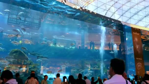 DUBAI, EMIRATOS ÁRABES UNIDOS, Emiratos Árabes Unidos - 20 de noviembre de 2017: Acuario en Dubai Mall - el centro comercial más grande del mundo. Gente disfrutando de la hermosa vista . — Vídeo de stock