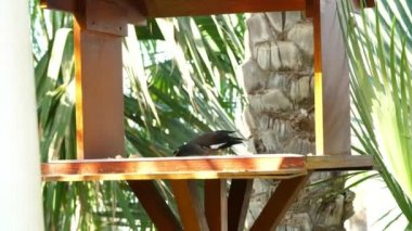 Dubai, Birleşik Arap Emirlikleri, BAE - 20 Kasım 2017: Otel Jumeirah Al Qasr Madinat, kuş Besleyici, egzotik Arapça kuş, yakından görmek