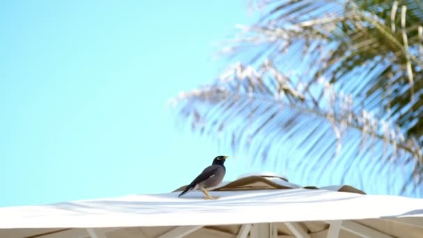 На фоне голубого неба и пальм, на крыше пляжного зонта сидит экзотическая птица. Крупный план — стоковое видео