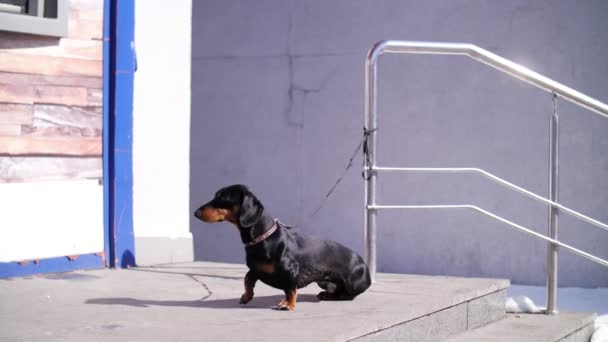 Cute dog, black dachshund on the leash, waiting patiently for his master on a city street, on the steps at the store entrance. — Stock Video