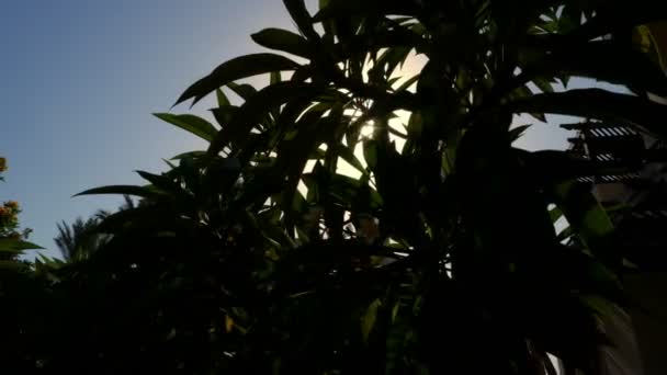 Ellen, a sun, lövés közelről. nap sugarai az utat át a sötét sziluettek a levelek — Stock videók