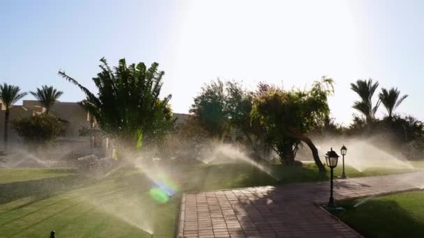 Střelba proti slunci, vylévání obsahu vody ze zeleného trávníku. tryskající voda záře v slunečním světle — Stock video