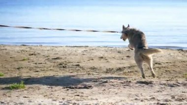 nehir kıyısında plaj. Sunrise, dar elbiseli güzel bir kadın kabuğu doğurmak köpek ile yürüyor, köpek tasması duruyor, bir köpekle oynar, eğlenceli vardır. Yaz