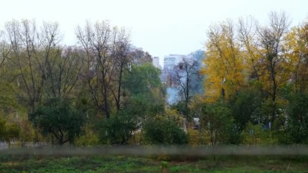 Primavera, tormenta en la ciudad. Hermosa lluvia intensa con granizo sobre el parque de la ciudad, tormenta de primavera. Vista desde la ventana al parque de la ciudad . — Vídeo de stock