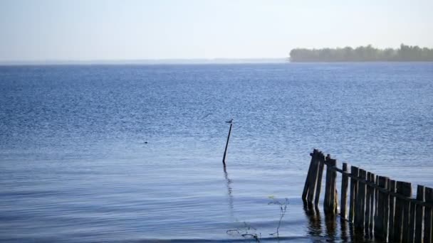 Landschap, dawn over het water, rivier, stroom. Zomerochtend. stilhoudt boven een rivier strand — Stockvideo