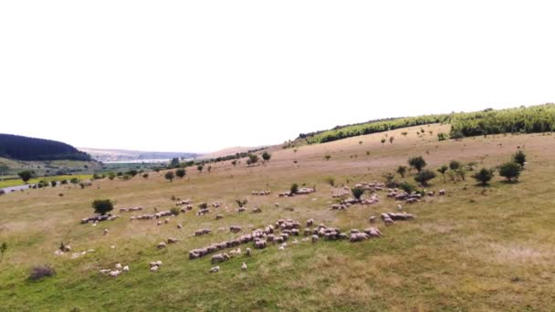 vue panoramique aérienne d'un troupeau de moutons broutant dans la prairie. un troupeau d'oiseaux vole dans le ciel. Transylvanie, Roumanie, Europe. beau paysage d'été ,