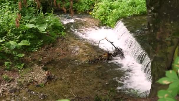 Ett litet vattenfall mitt i en grön skog. sommardag . — Stockvideo