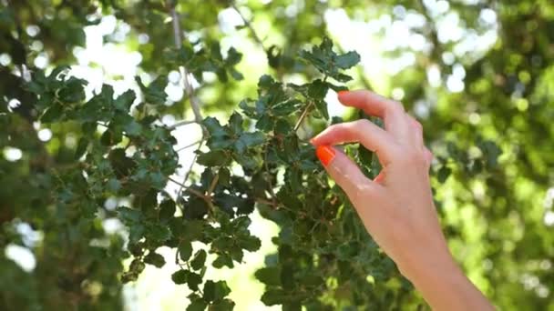 Árbol de acebo, hojas de acebo verde a la luz del sol. primer plano, mano femenina suavemente tocando hojas puntiagudas . — Vídeo de stock