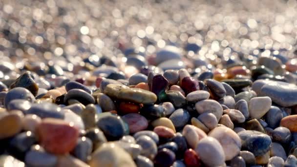 Närbild. Stenig strand. vackra, flerfärgade runda havsmulor på Medelhavets strand. sommar solig dag. Grekland — Stockvideo