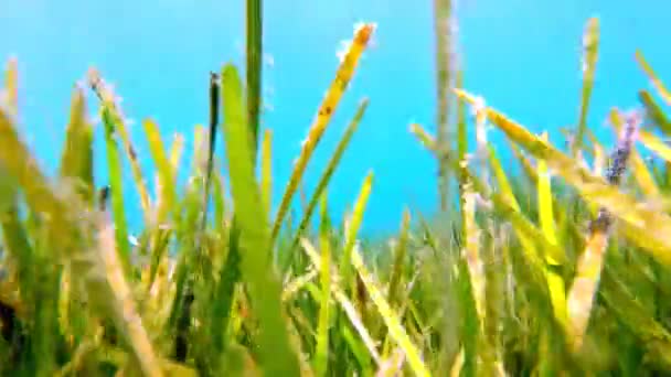 Close-up. zeewier op de zeebodem van de Egeïsche Zee. Griekenland. — Stockvideo