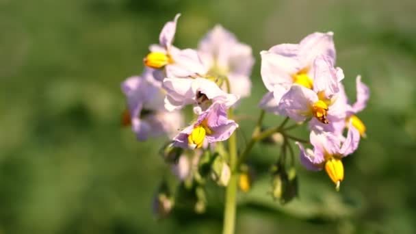 Detailní záběr, kvetoucí brambory. bílé, světle růžové květy kvetou na bramborových keřích na farmě. pěstování brambor. šlechtění brambor. léto horký slunečný den. — Stock video