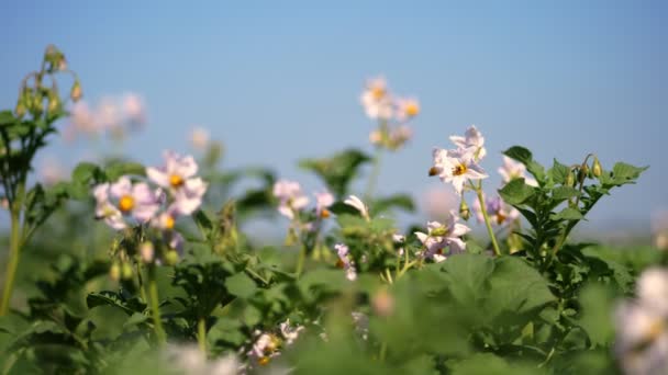 Primer plano, patatas con flores. flores blancas, de color rosa pálido florecen en los arbustos de patata en un campo de cultivo. cultivo de patatas. variedades de patata reproductora. verano día soleado caliente . — Vídeos de Stock