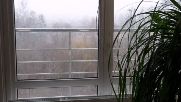 view from the window of the city, park, , winter beginning, strong wind, first snow, blizzard. wet snow with rain