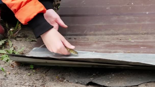 Close-up, kinderen handen laat een kleine groene hagedis naar de vrijheid. — Stockvideo