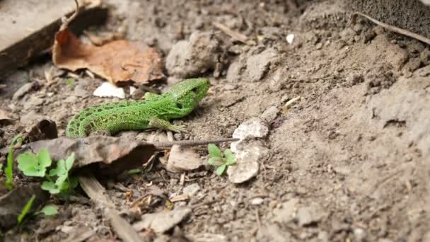 Primer plano, un pequeño lagarto verde esmeralda tomando el sol — Vídeos de Stock