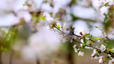 Yakın plan, çiçek açan elma dalları, kirazlar hareket ediyor, rüzgarda sallanıyor, bahar bahçesinde, güneşli bir günde..