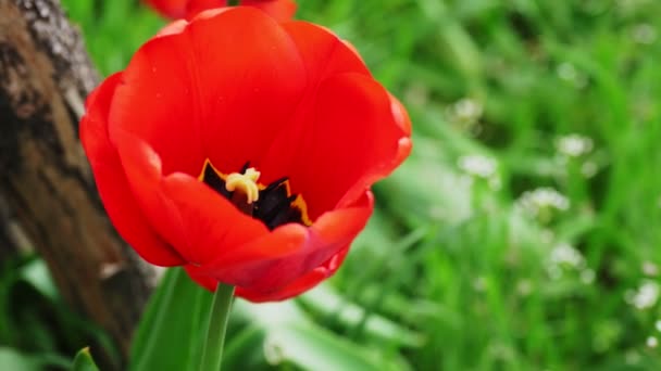 Nahaufnahme, eine rote, scharlachrote, blühende Tulpenknospe wiegt sich im Wind. Frühling. — Stockvideo