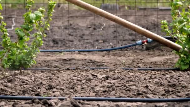 Close-up, Gardener χαλαρώνει μαύρο χώμα, έδαφος χρησιμοποιώντας τσουγκράνα σε λαχανόκηπο σε γεωργικές εκτάσεις, Leveling, όργωμα έδαφος με τσουγκράνα πριν από τη φύτευση. Γεωργικές εργασίες στον κήπο . — Αρχείο Βίντεο