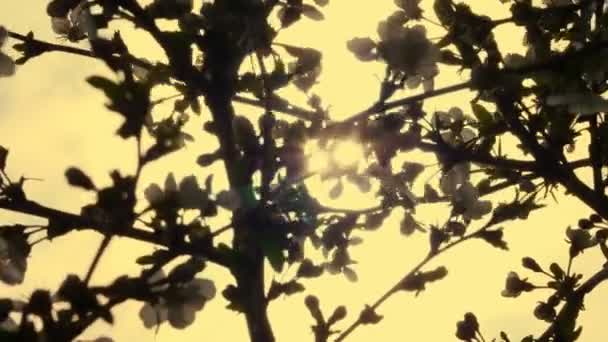 Крупным планом, цветущие ветви яблони перемешиваются, раскачиваются на ветру, на фоне весеннего солнца — стоковое видео