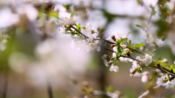 Nahaufnahme, blühende Äste von Apfelbäumen, Kirschen bewegen sich, wiegen sich im Wind, im Frühlingsgarten, an einem sonnigen Tag. — Stockvideo