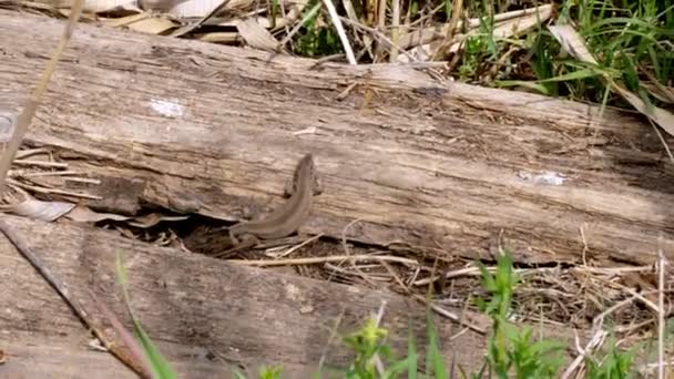 In Großaufnahme sitzt eine braune Eidechse auf alten Holzbrettern. Sie werden ihn mit einem Schmetterlingsnetz fangen. Eidechsenjagd. Mann fängt Eidechse — Stockvideo